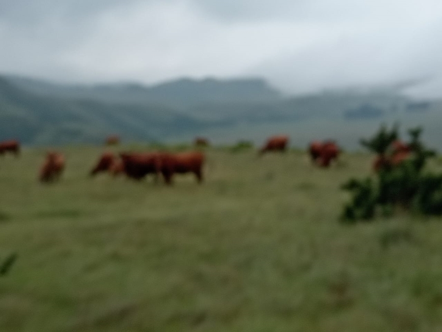 3 Bedroom Property for Sale in Memel Free State